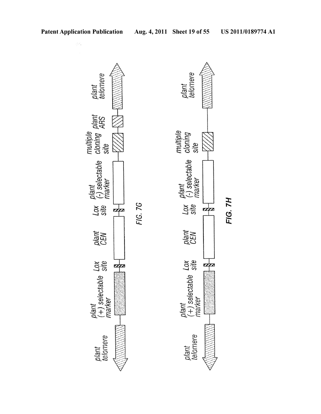 PLANT CENTROMERE COMPOSITIONS - diagram, schematic, and image 20