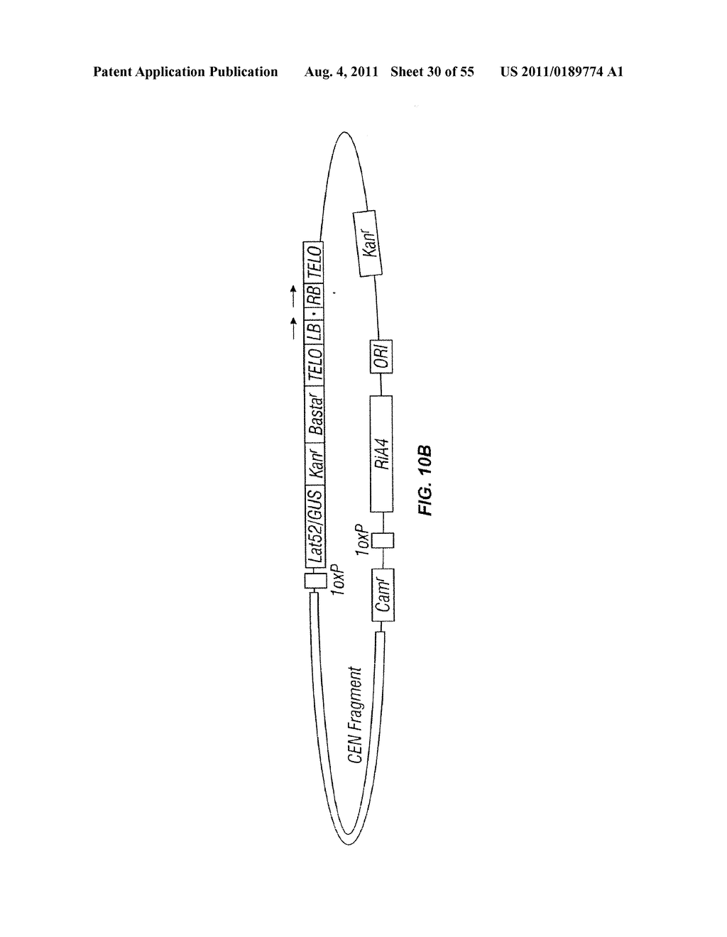 PLANT CENTROMERE COMPOSITIONS - diagram, schematic, and image 31