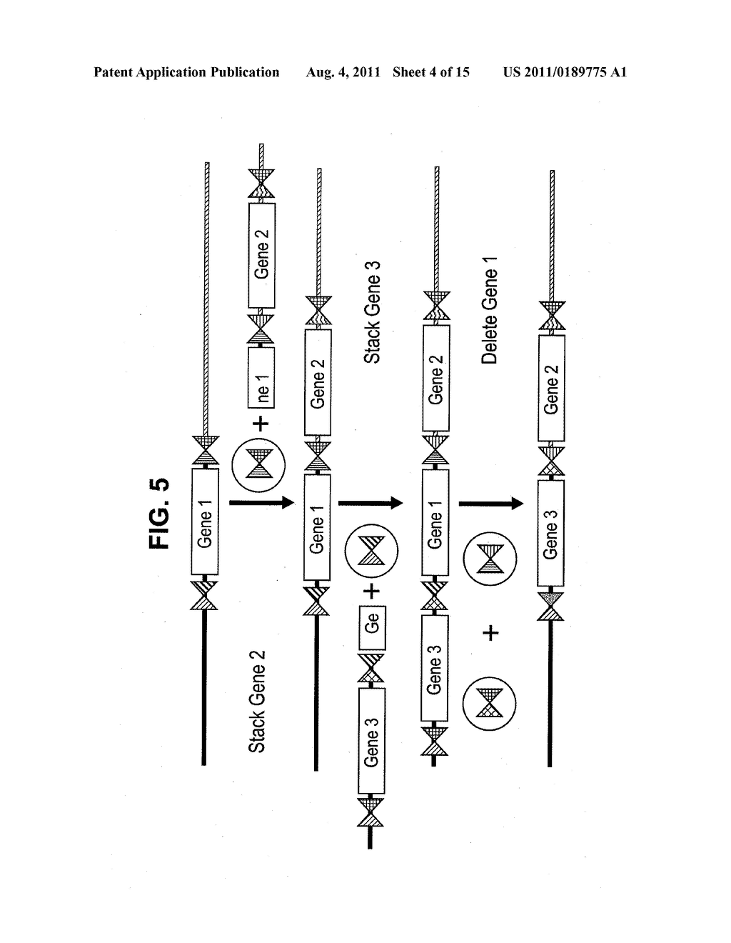 Targeted genomic alteration - diagram, schematic, and image 05