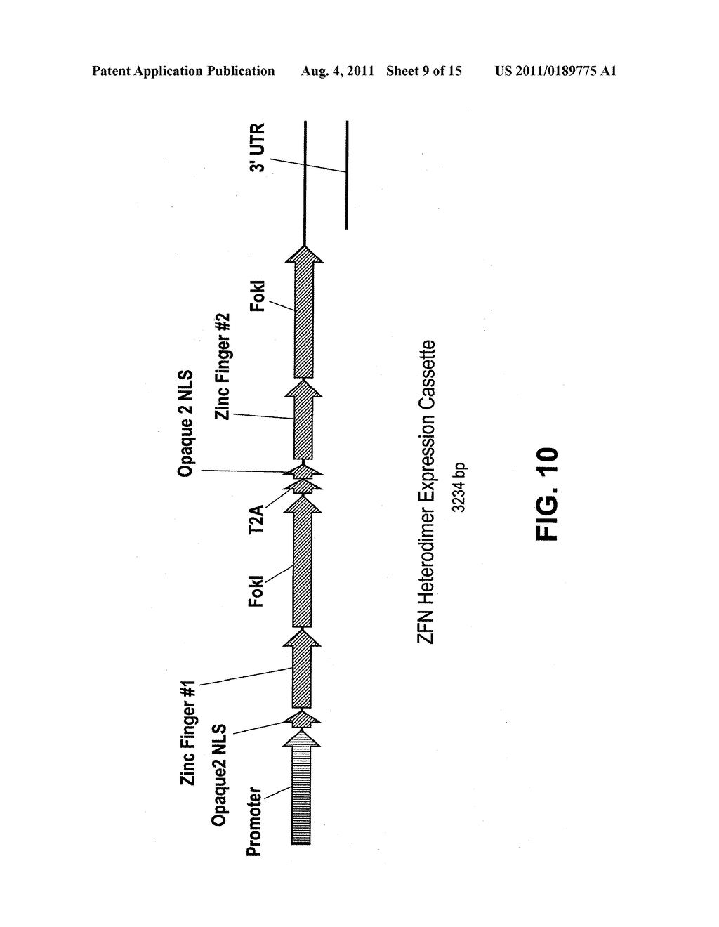 Targeted genomic alteration - diagram, schematic, and image 10