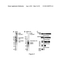 PROKARYOTIC RNAi-LIKE SYSTEM AND METHODS OF USE diagram and image