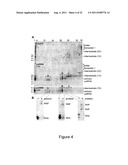 PROKARYOTIC RNAi-LIKE SYSTEM AND METHODS OF USE diagram and image