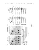 PROKARYOTIC RNAi-LIKE SYSTEM AND METHODS OF USE diagram and image