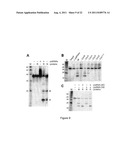 PROKARYOTIC RNAi-LIKE SYSTEM AND METHODS OF USE diagram and image