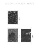 IN SITU ANALYSIS OF TISSUES diagram and image