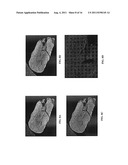 IN SITU ANALYSIS OF TISSUES diagram and image