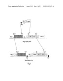 MULTI-CHAIN EUKARYOTIC DISPLAY VECTORS AND USES THEREOF diagram and image