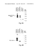 MULTI-CHAIN EUKARYOTIC DISPLAY VECTORS AND USES THEREOF diagram and image