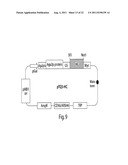 MULTI-CHAIN EUKARYOTIC DISPLAY VECTORS AND USES THEREOF diagram and image