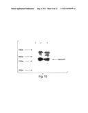 MULTI-CHAIN EUKARYOTIC DISPLAY VECTORS AND USES THEREOF diagram and image