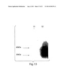 MULTI-CHAIN EUKARYOTIC DISPLAY VECTORS AND USES THEREOF diagram and image