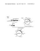 TRANSFECTION VECTOR diagram and image