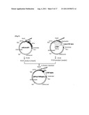 TRANSFECTION VECTOR diagram and image