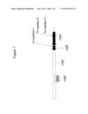 COMPOSITIONS AND METHODS FOR MAKING ANDROSTENEDIONES diagram and image