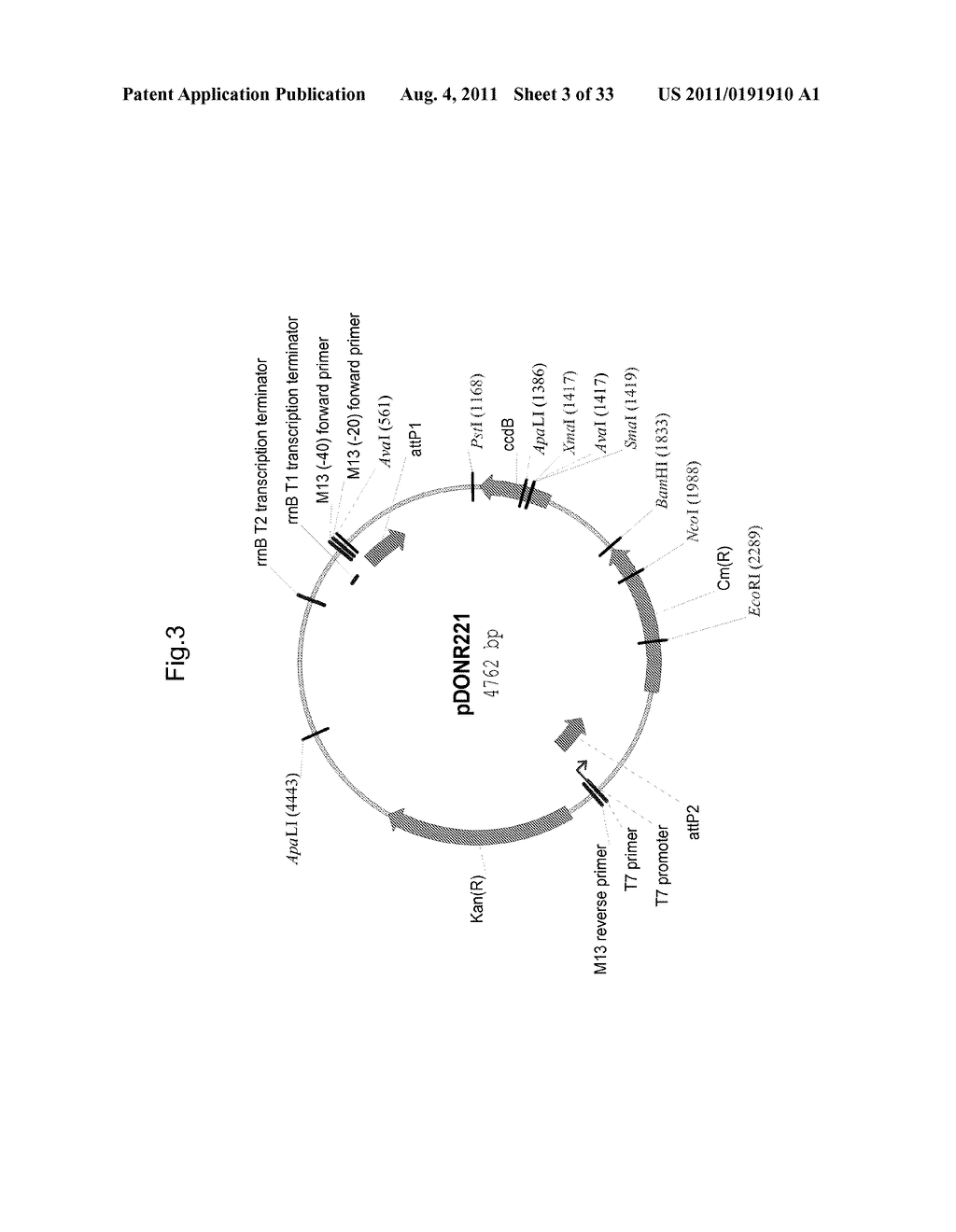 PLANTS WITH ALTERED ROOT ARCHITECTURE, RELATED CONSTRUCTS AND METHODS     INVOLVING GENES ENCODING LECTIN PROTEIN KINASE (LPK) POLYPEPTIDES AND     HOMOLOGS THEREOF - diagram, schematic, and image 04