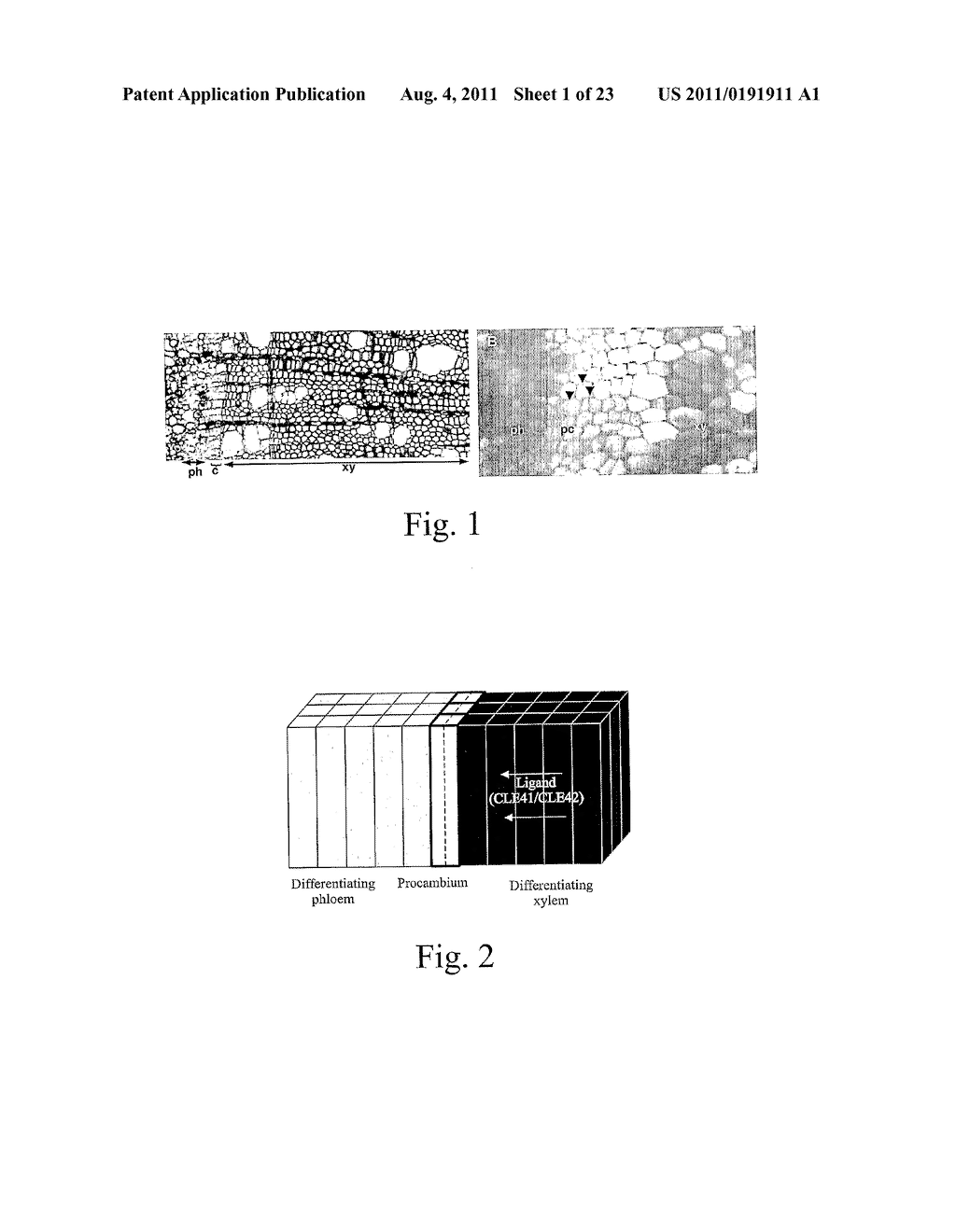 METHOD FOR THE ALTERATION OF PLANTS USING CLE POLYPEPTIDES/PEPTIDES - diagram, schematic, and image 02