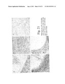 METHOD FOR THE ALTERATION OF PLANTS USING CLE POLYPEPTIDES/PEPTIDES diagram and image