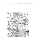 METHOD FOR THE ALTERATION OF PLANTS USING CLE POLYPEPTIDES/PEPTIDES diagram and image