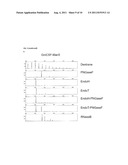 CELLS PRODUCING GLYCOPROTEINS HAVING ALTERED GLYCOSYLATION PATTERNS AND     METHOD AND USE THEREOF diagram and image