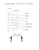 CELLS PRODUCING GLYCOPROTEINS HAVING ALTERED GLYCOSYLATION PATTERNS AND     METHOD AND USE THEREOF diagram and image