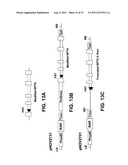 Targeted Integration and Stacking of DNA Through Homologous Recombination diagram and image