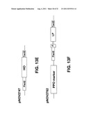 Targeted Integration and Stacking of DNA Through Homologous Recombination diagram and image