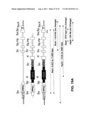 Targeted Integration and Stacking of DNA Through Homologous Recombination diagram and image