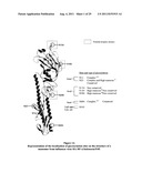 INFLUENZA VIRUS IMMUNIZING EPITOPE diagram and image