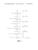 MICROORGANISMS FOR THE PRODUCTION OF ADIPIC ACID AND OTHER COMPOUNDS diagram and image