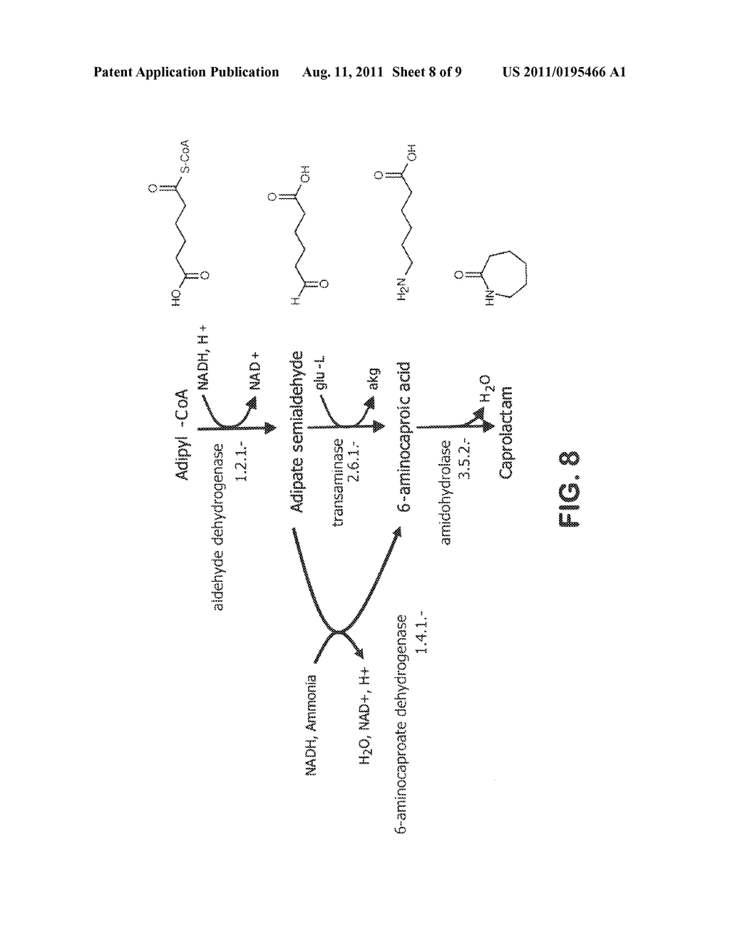 MICROORGANISMS FOR THE PRODUCTION OF ADIPIC ACID AND OTHER COMPOUNDS - diagram, schematic, and image 09