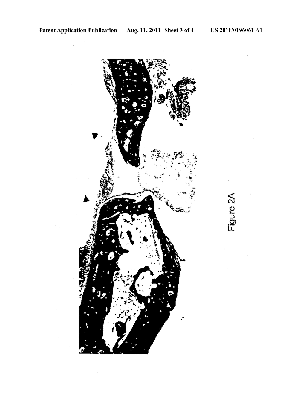 INITIATORS AND CROSSLINKABLE POLYMERIC MATERIALS - diagram, schematic, and image 04