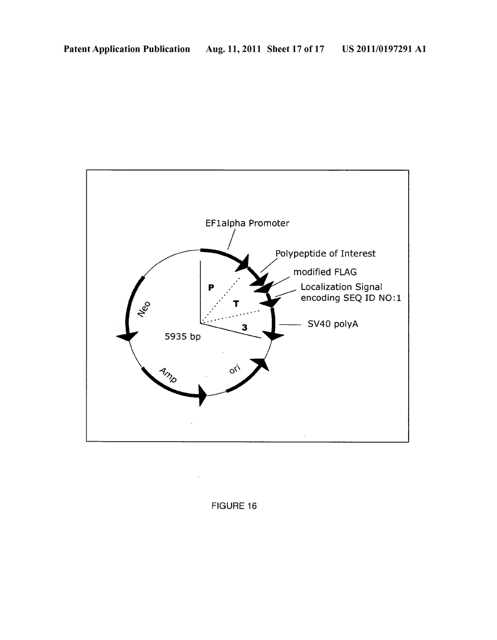 Endoplasmic Reticulum Localization Signals - diagram, schematic, and image 18