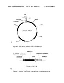 Plants Tolerant to HPPD Inhibitor Herbicides diagram and image