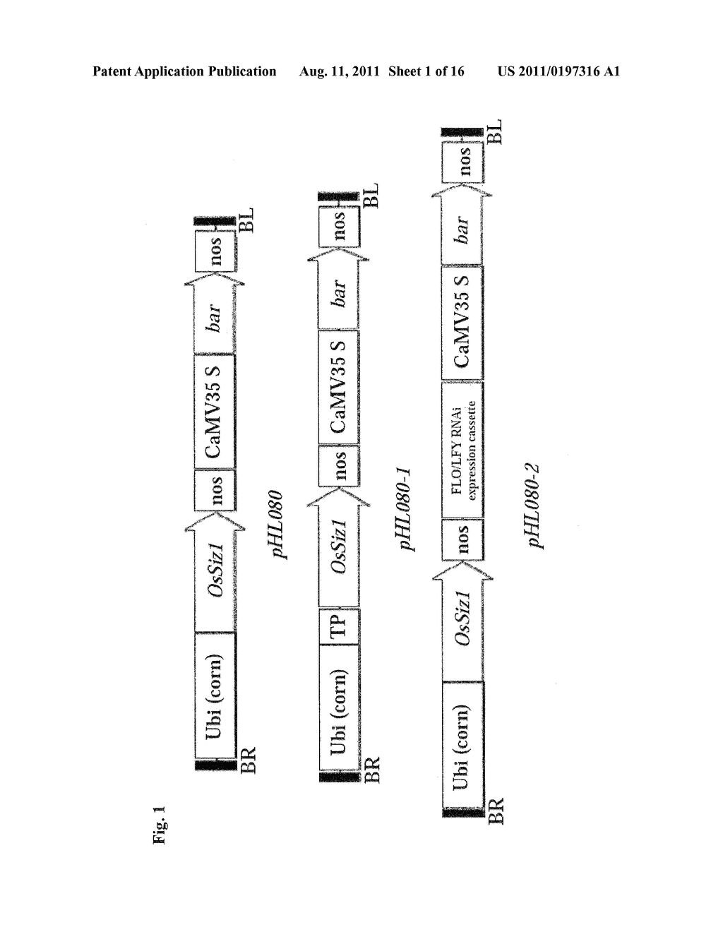 METHODS AND COMPOSITIONS FOR TRANSGENIC PLANTS WITH ENHANCED ABIOTIC     STRESS RESISTANCE AND BIOMASS PRODUCTION - diagram, schematic, and image 02