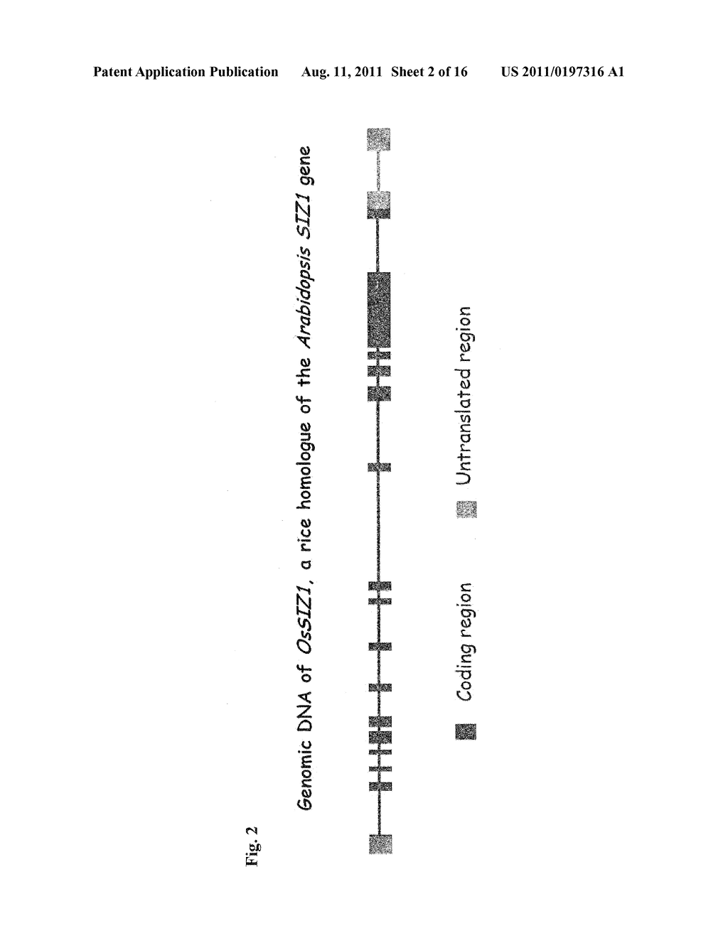 METHODS AND COMPOSITIONS FOR TRANSGENIC PLANTS WITH ENHANCED ABIOTIC     STRESS RESISTANCE AND BIOMASS PRODUCTION - diagram, schematic, and image 03