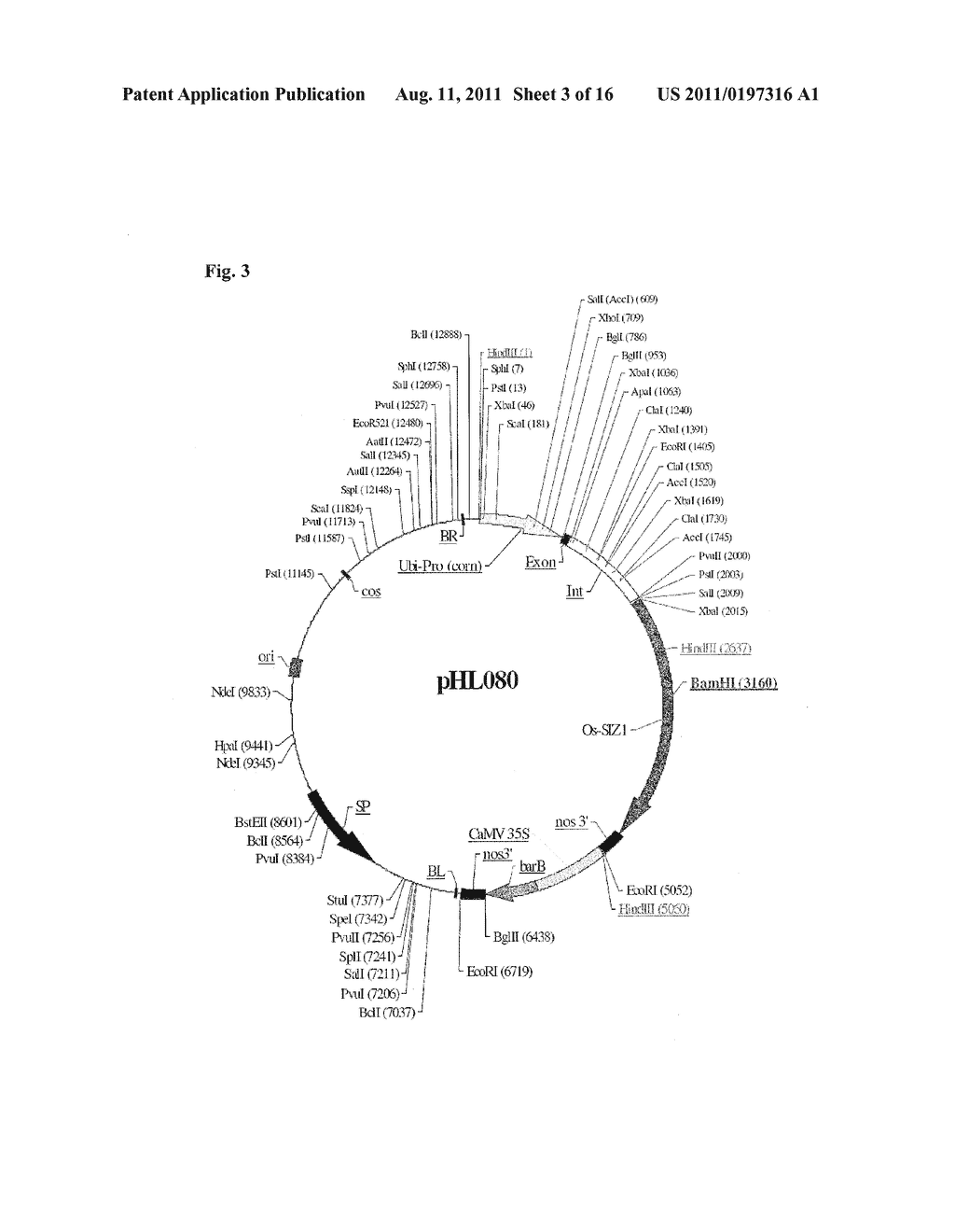 METHODS AND COMPOSITIONS FOR TRANSGENIC PLANTS WITH ENHANCED ABIOTIC     STRESS RESISTANCE AND BIOMASS PRODUCTION - diagram, schematic, and image 04