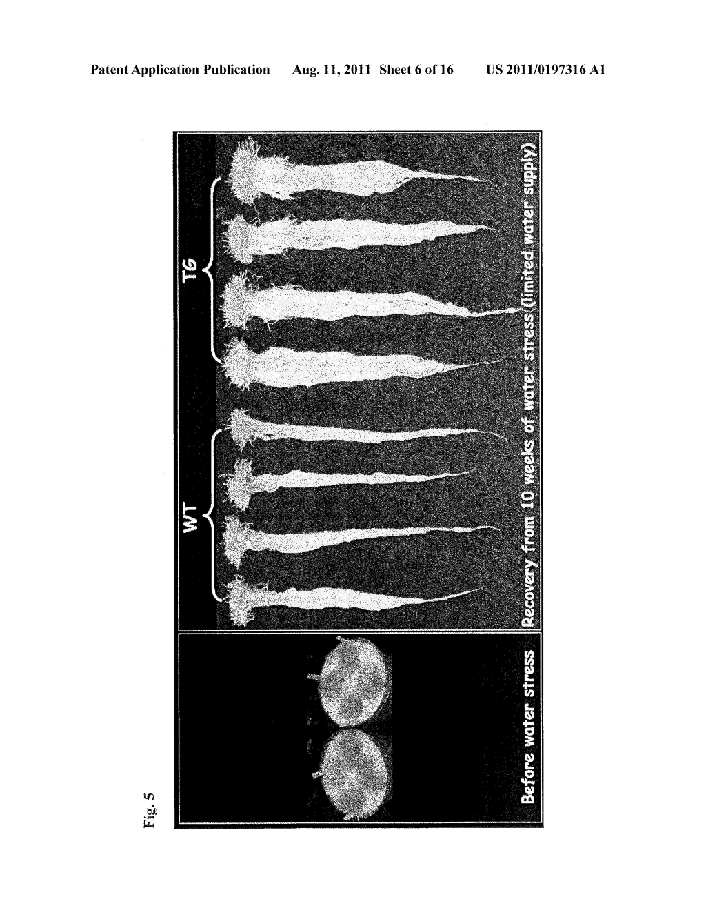 METHODS AND COMPOSITIONS FOR TRANSGENIC PLANTS WITH ENHANCED ABIOTIC     STRESS RESISTANCE AND BIOMASS PRODUCTION - diagram, schematic, and image 07