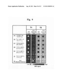 T1-T2 Dual Modal MRI Contrast Agents diagram and image