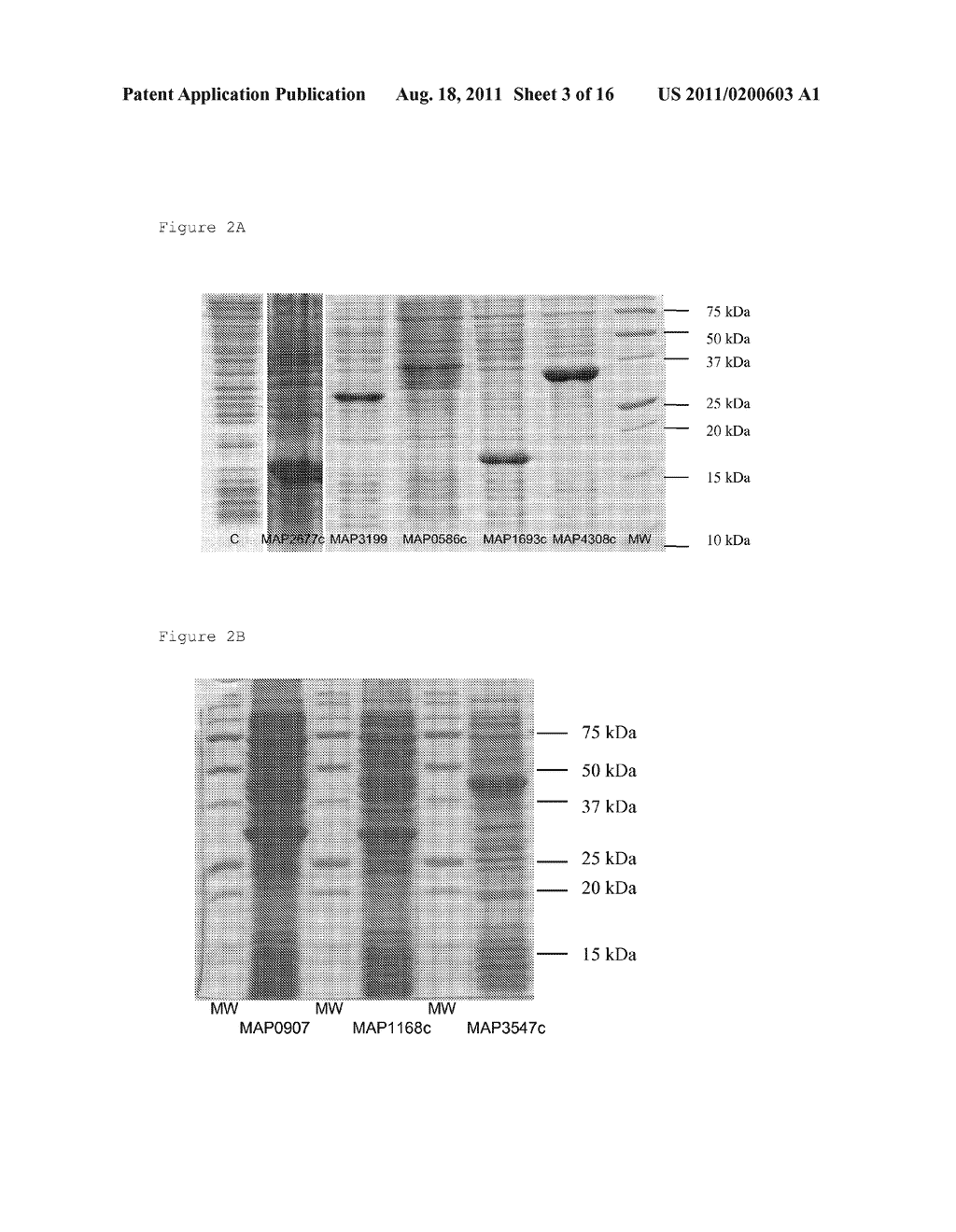 NEW ANTIGENS FOR PARATUBERCULOSIS DIAGNOSIS AND VACCINATION - diagram, schematic, and image 04