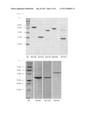 NEW ANTIGENS FOR PARATUBERCULOSIS DIAGNOSIS AND VACCINATION diagram and image