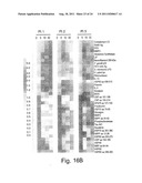 COMBINATION THERAPY OF BETA-GLYCOLIPIDS AND ANTIBODIES FOR THE TREATMENT     OF IMMUNE-RELATED DISORDERS diagram and image