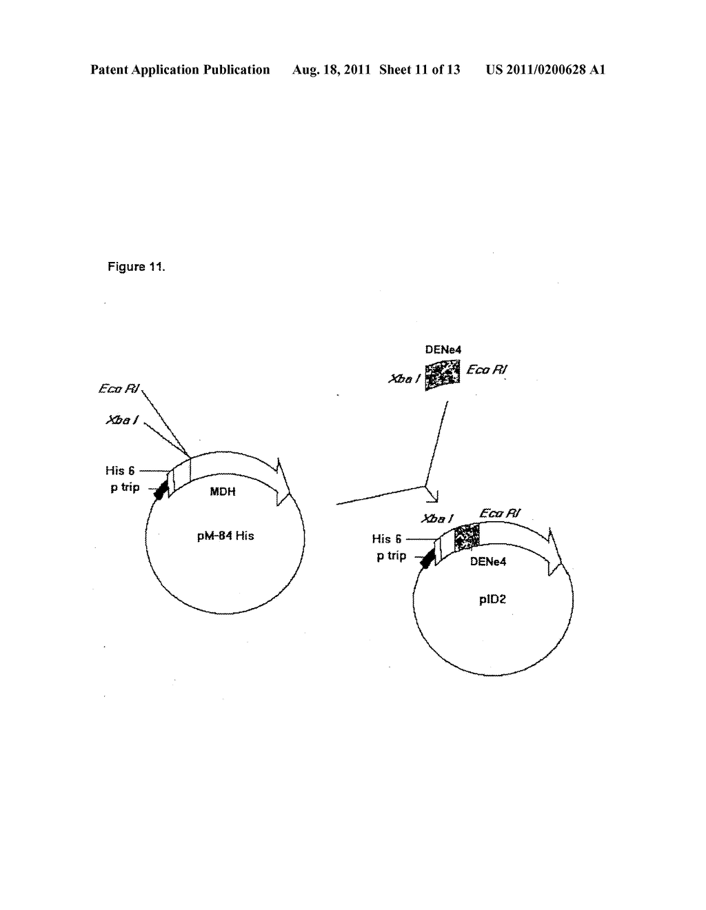 Chimeric Proteins that Induce Effects Directed Against Viruses - diagram, schematic, and image 12