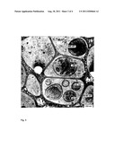 LIPOSOMAL STRUCTURES FORMING ISOMETRIC AGGLOMERATES, ESPECIALLY BATH     BEADS, THE PRODUCTION AND USE THEREOF diagram and image