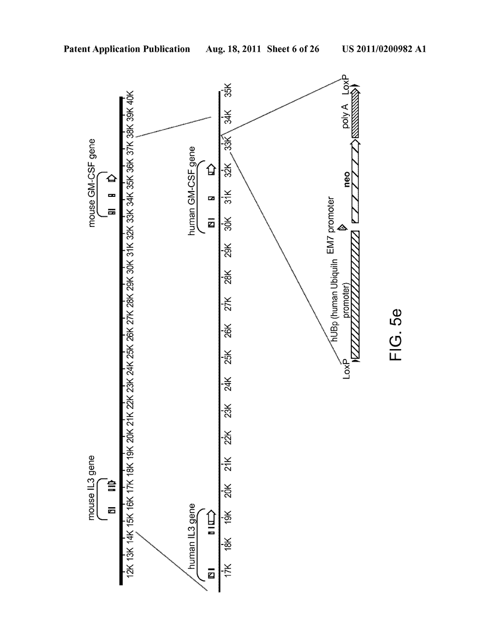 GENETICALLY MODIFIED MICE AND ENGRAFTMENT - diagram, schematic, and image 07