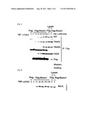 SCREENING METHOD OF THERAPEUTIC AND DIAGNOSTIC AGENTS FOR     TNF-ALPHA-INDUCED DISEASES USING REACTIVE OXYGEN SPECIES MODULATOR 1 diagram and image