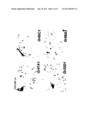 CHEMOSENSORY GENE FAMILY ENCODING GUSTATORY AND OLFACTORY RECEPTORS AND     USES THEREOF diagram and image