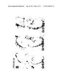 CHEMOSENSORY GENE FAMILY ENCODING GUSTATORY AND OLFACTORY RECEPTORS AND     USES THEREOF diagram and image