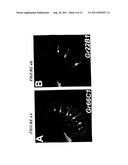 CHEMOSENSORY GENE FAMILY ENCODING GUSTATORY AND OLFACTORY RECEPTORS AND     USES THEREOF diagram and image