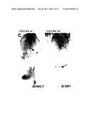 CHEMOSENSORY GENE FAMILY ENCODING GUSTATORY AND OLFACTORY RECEPTORS AND     USES THEREOF diagram and image