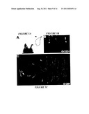 CHEMOSENSORY GENE FAMILY ENCODING GUSTATORY AND OLFACTORY RECEPTORS AND     USES THEREOF diagram and image